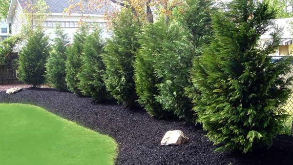 Landscape Planting Executive Landscape Solutions